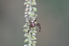 Araneus marmoreus