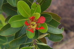 Xanthostemon ruber