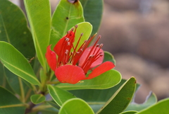 Xanthostemon ruber