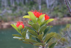 Xanthostemon ruber