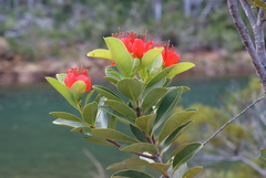 Xanthostemon ruber