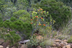Xanthostemon ruber