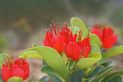 Xanthostemon ruber