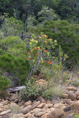 Xanthostemon ruber