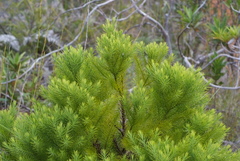 Callitris sulcata