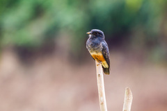 Swallow-Winged Puffbird photo 4