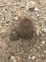 Echinomastus intertextus dasyacanthus