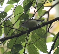 Vireo leucophrys