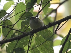 Vireo leucophrys