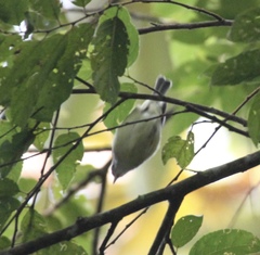 Vireo leucophrys