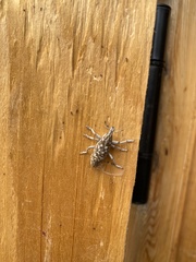 Cyphocleonus achates