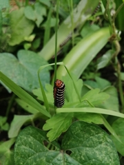 Xanthopastis moctezuma