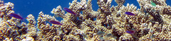 Luzonichthys waitei