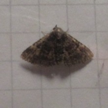 Metalectra diabolica