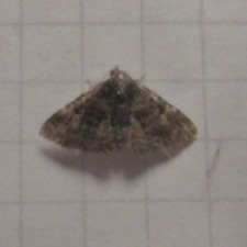 Metalectra diabolica