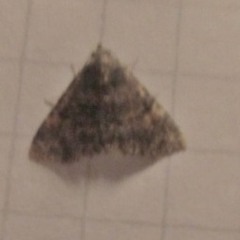 Metalectra diabolica