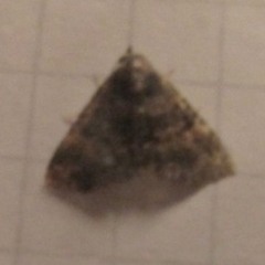 Metalectra diabolica