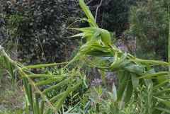 Flagellaria