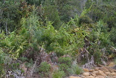 Flagellaria