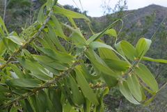 Flagellaria