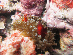 Amphiprion biaculeatus