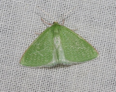 Synchlora faseolaria