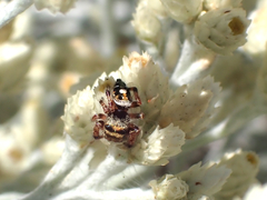 Phidippus audax
