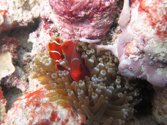 Amphiprion biaculeatus