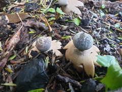 Geastrum tenuipes