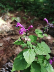 Scutellaria seleriana