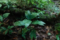 Chamaedorea geonomiformis