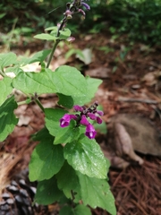 Scutellaria seleriana