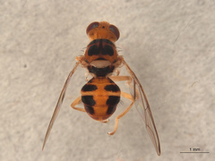 Bactrocera oleae