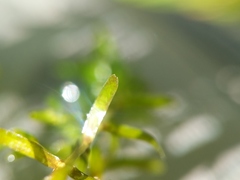 Callitriche hermaphroditica