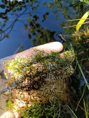 Callitriche hermaphroditica