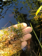 Callitriche hermaphroditica