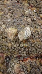 Acanthinucella punctulata