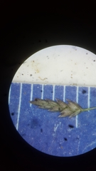 Eragrostis pectinacea pectinacea