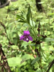 Epilobium royleanum