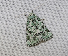 Bryolymnia viridata