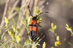 Crossidius coralinus