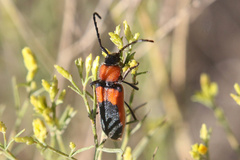 Crossidius coralinus
