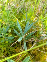 Andromeda polifolia latifolia