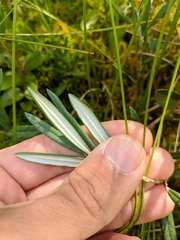 Andromeda polifolia latifolia
