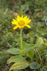 Arnica unalaschcensis