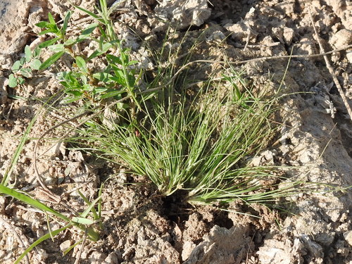 Image of Fimbristylis vahlii by (c) Sam Kieschnick, some rights reserved (CC BY)