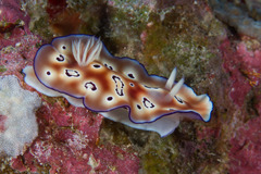 Goniobranchus leopardus