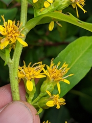 Solidago glomerata