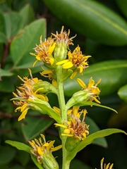 Solidago glomerata