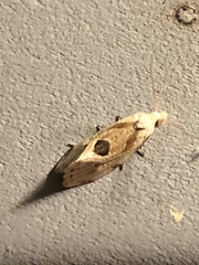 Aethes angustana